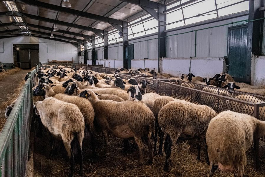 6Rf8XSiw_DSCF7669 (Large).jpg